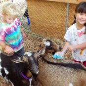And of course you can pet and brush the goats.
